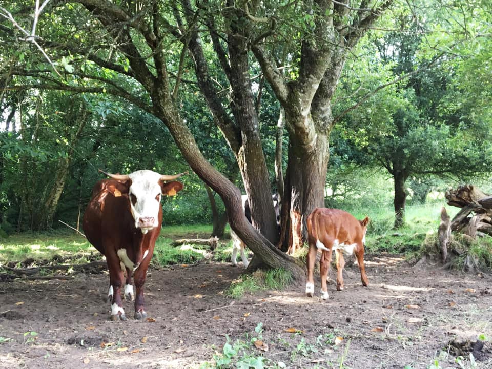 Quel est l'impact de l'agriculture sur la biodiversité et les écosystèmes ? Quel est l'impact de l'agriculture sur la biodiversité et les écosystèmes ?
