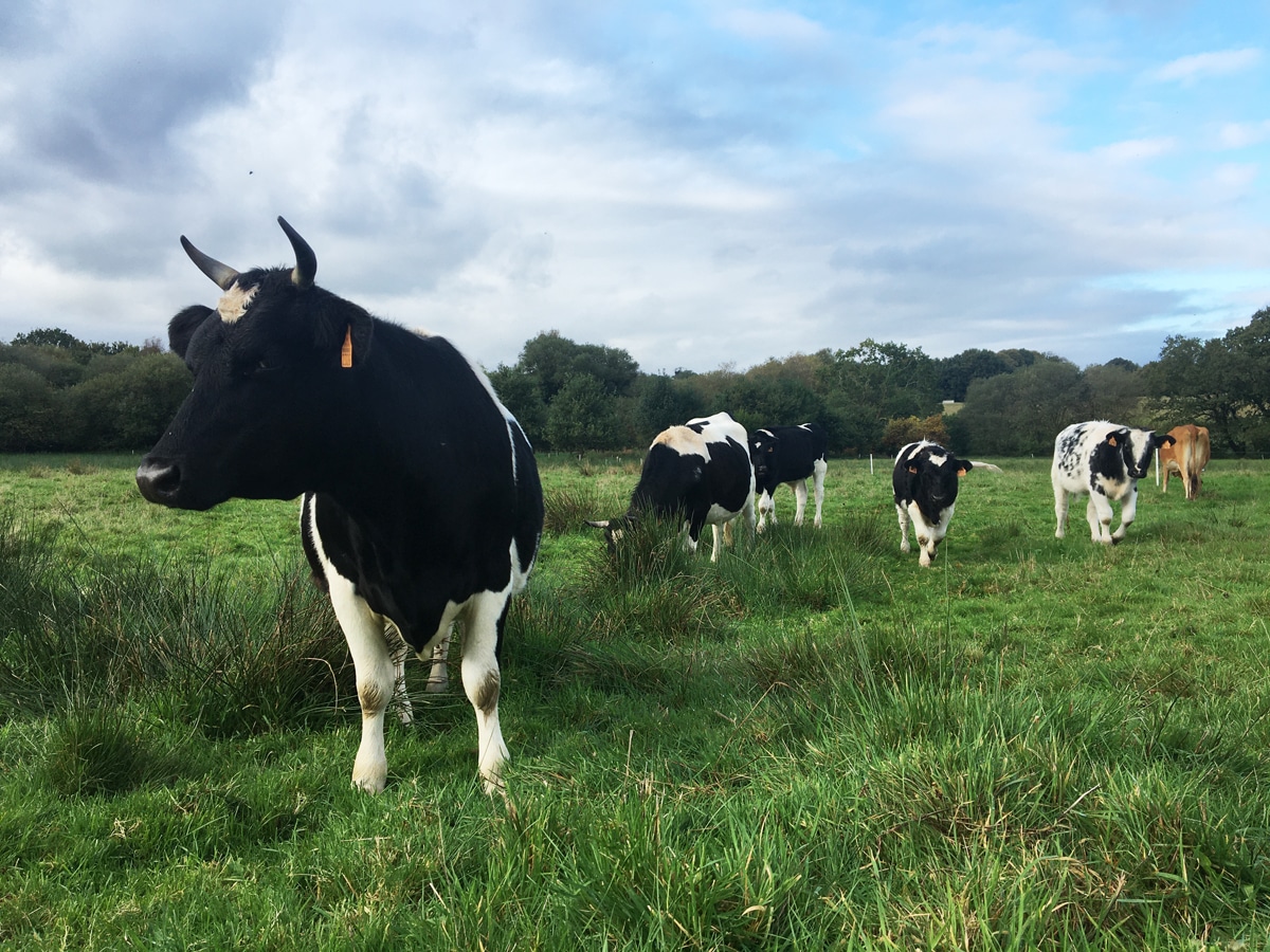 Quel est le lien entre l’alimentation des vaches et la composition du lait ?