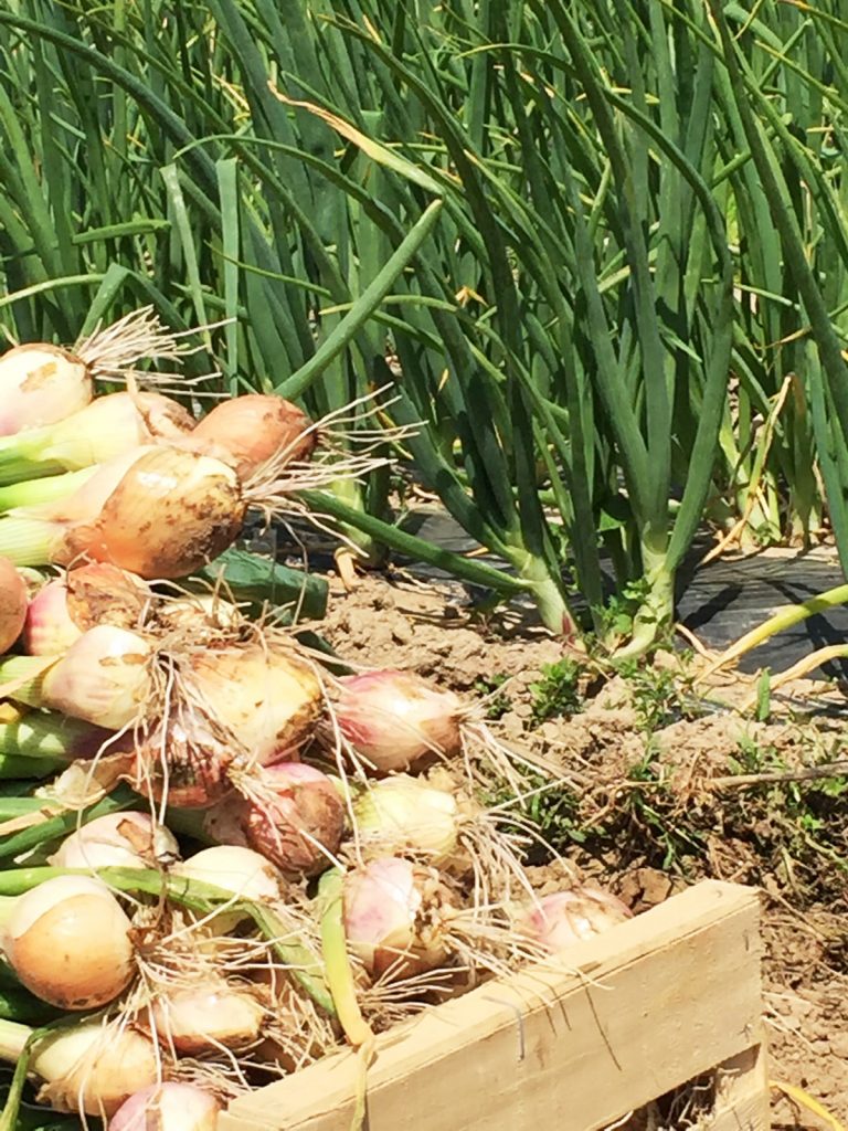 L'Oignon Rosé de Roscoff : Histoire, Saison, Bienfaits... on te dit tout !