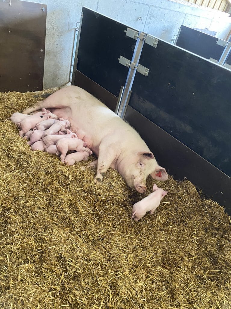 Le cochon en Bretagne : Chiffres clés, types d'élevages et Labels