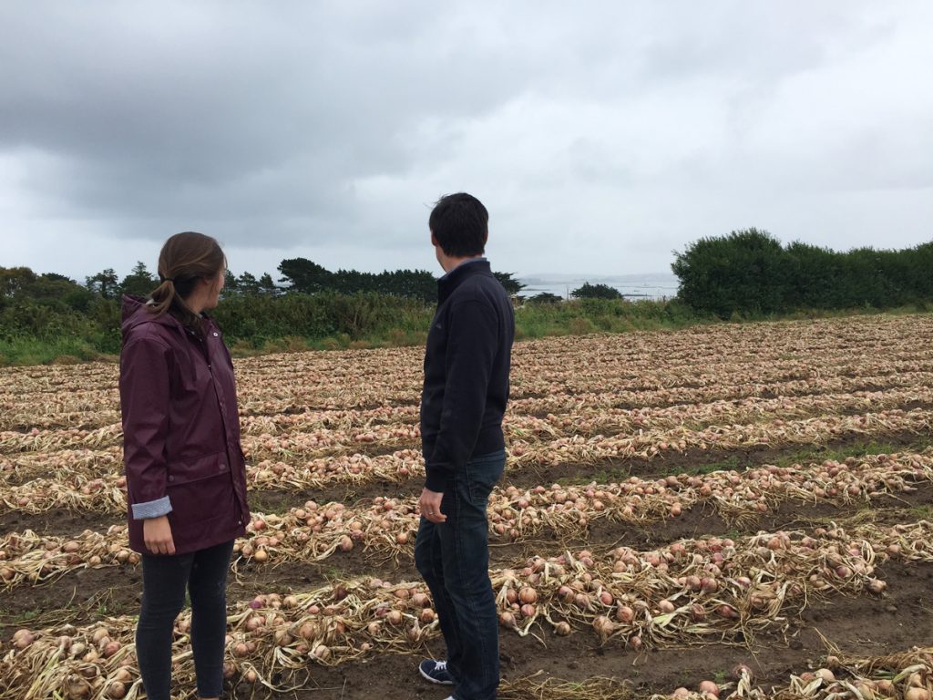 L'Oignon Rosé de Roscoff : Histoire, Saison, Bienfaits... on te dit tout !
