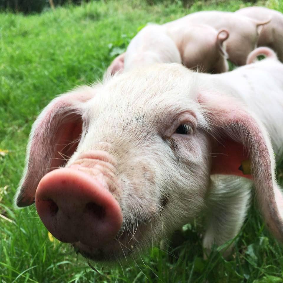 Le Porc Blanc de l'Ouest : le vrai cochon breton !