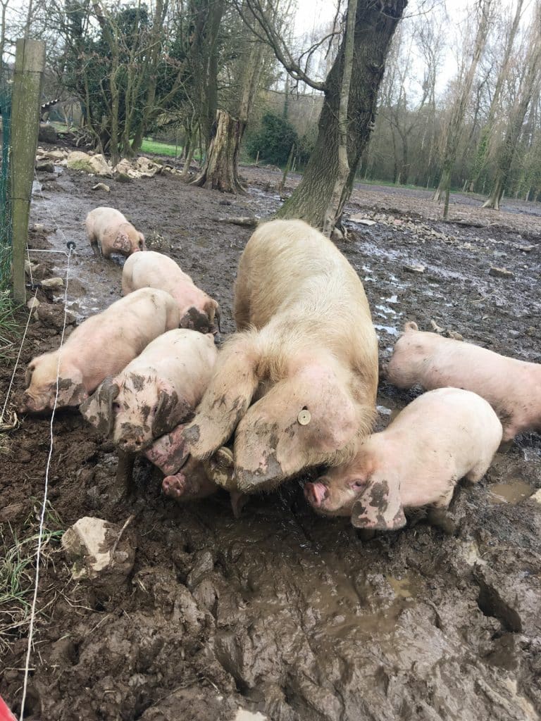 Le Porc Blanc de l'Ouest : le vrai cochon breton !