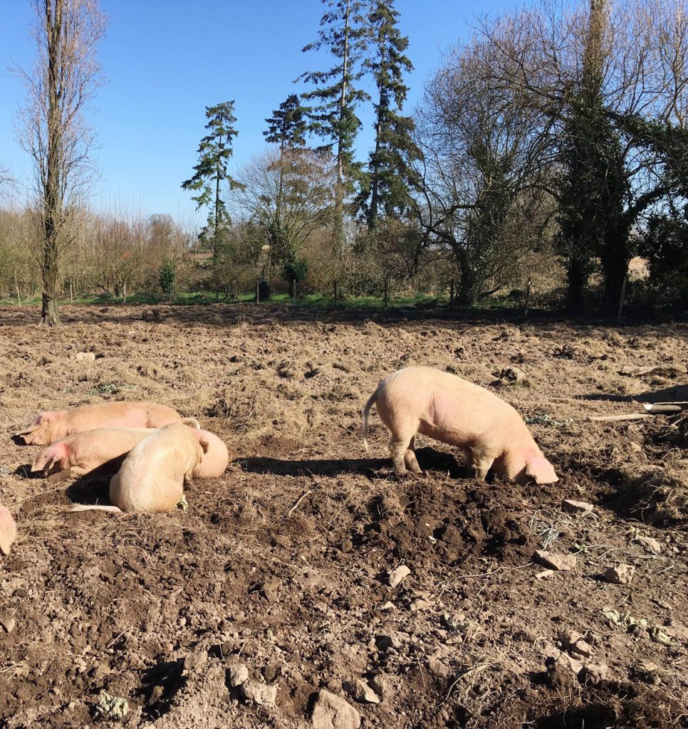 Le Porc Blanc de l'Ouest : le vrai cochon breton !
