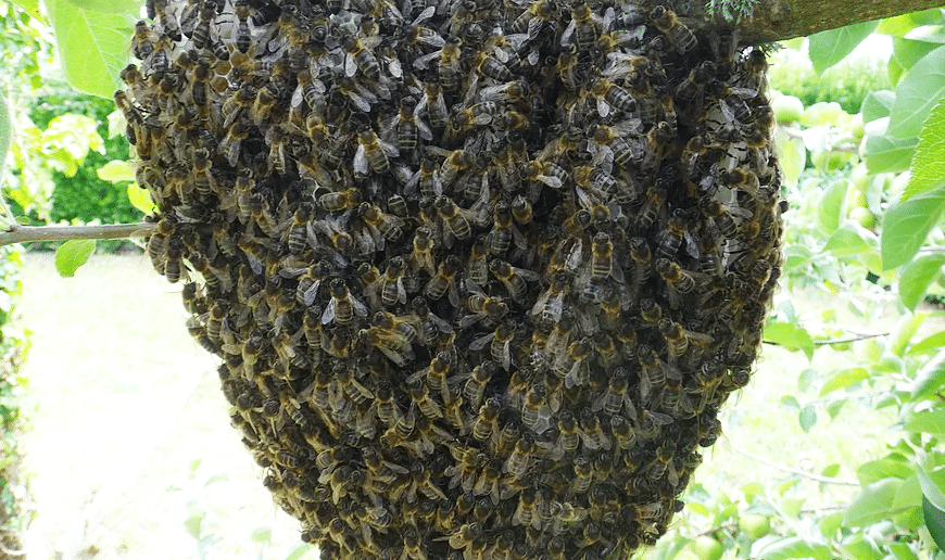 L'Abeille noire : Une abeille locale et rustique, en danger...