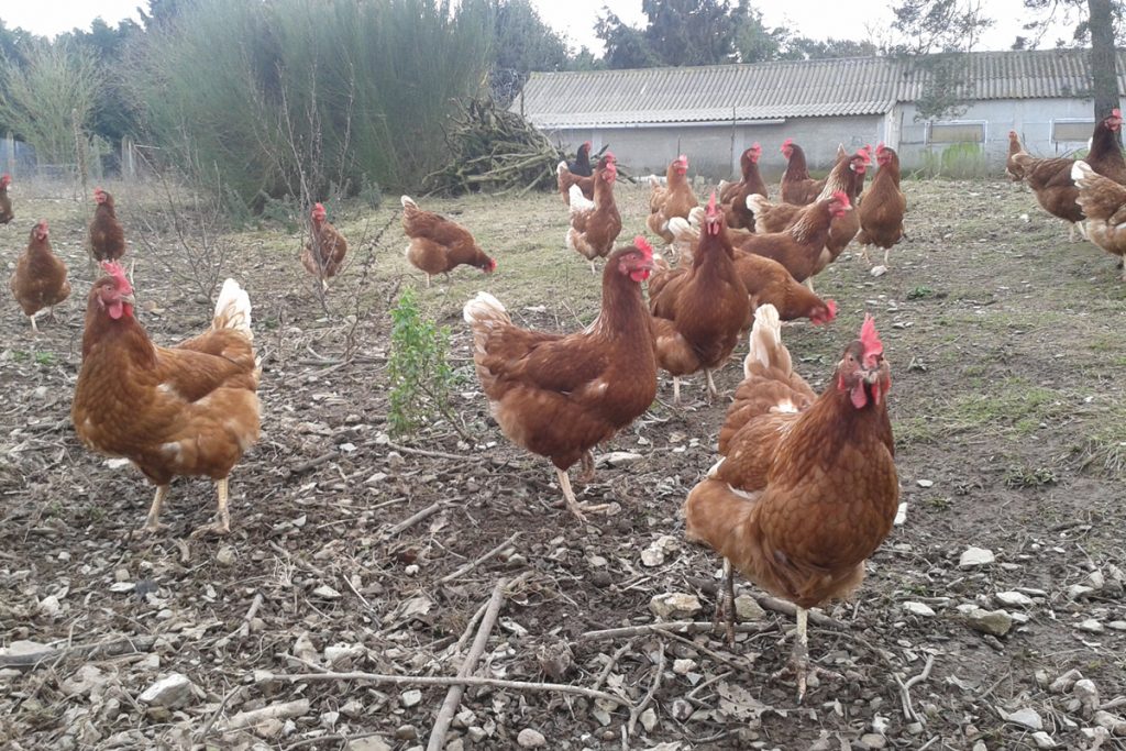 Oeufs bio, Label Rouge ou Plein air : lesquels choisir ?