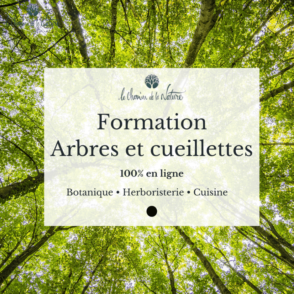 Une formation pour identifier les arbres : Présentation et Avis