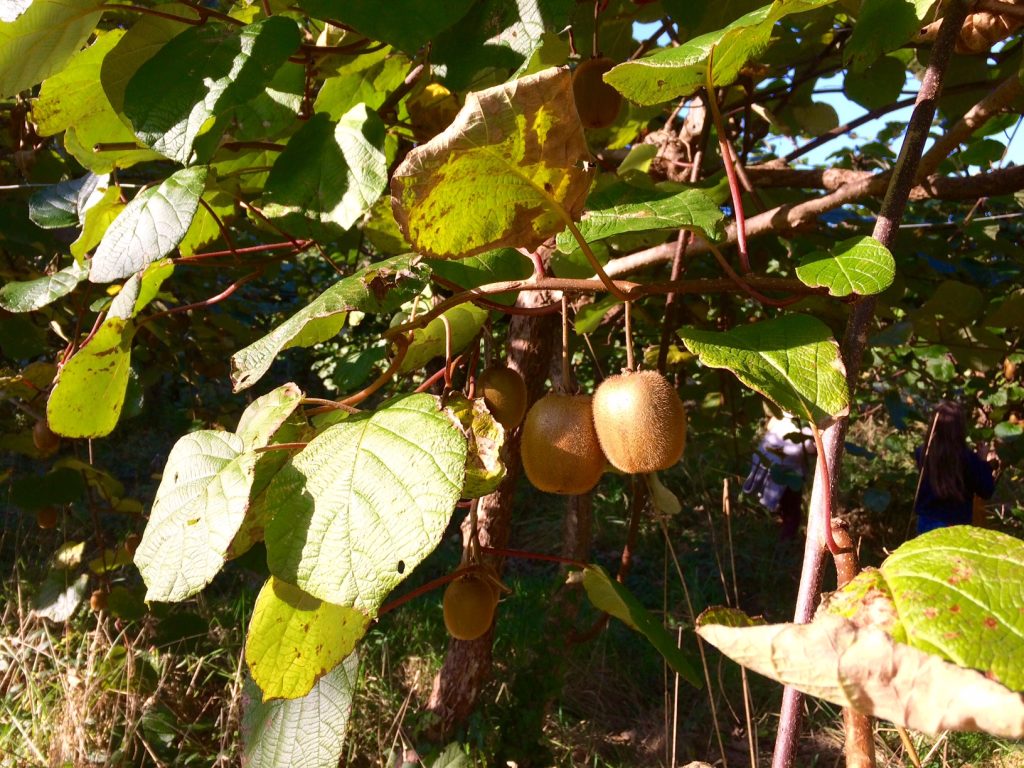 Kiwi : Quelle est sa saison ? Ses bienfaits ? Comment le conserver ?