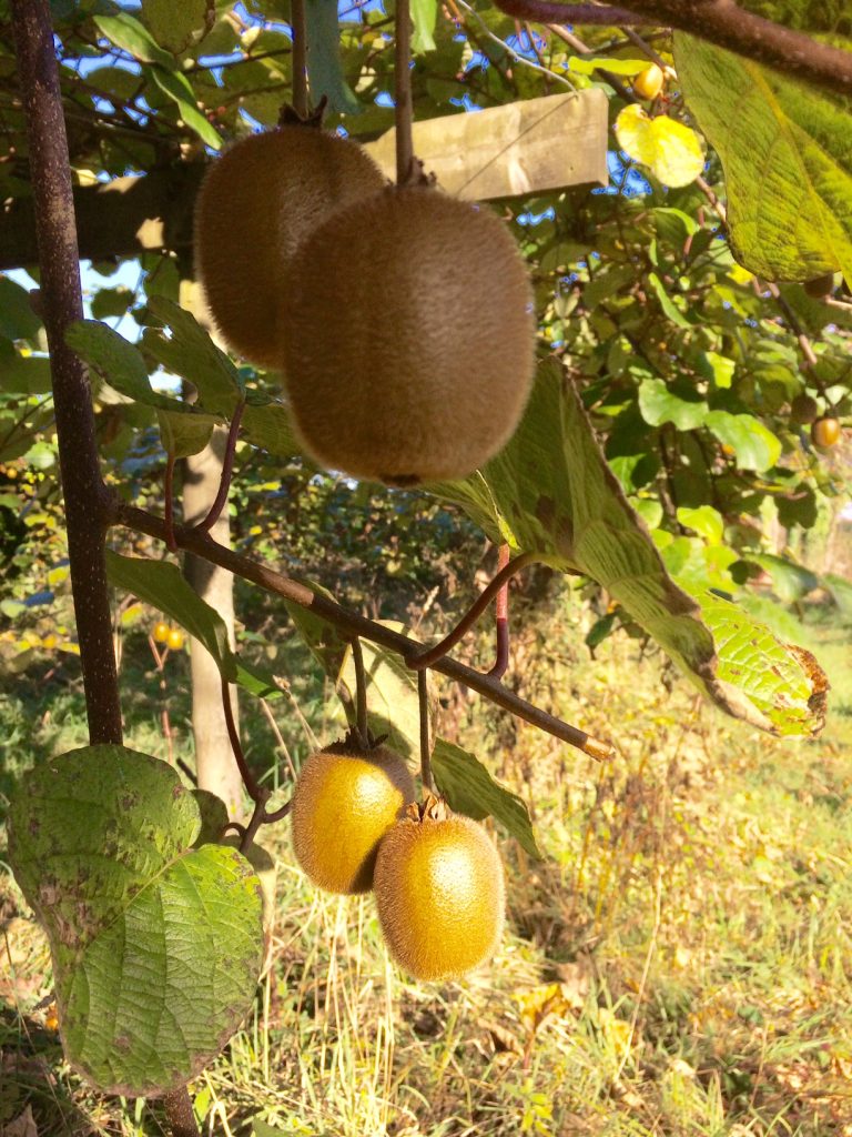 Kiwi : Quelle est sa saison ? Ses bienfaits ? Comment le conserver ?