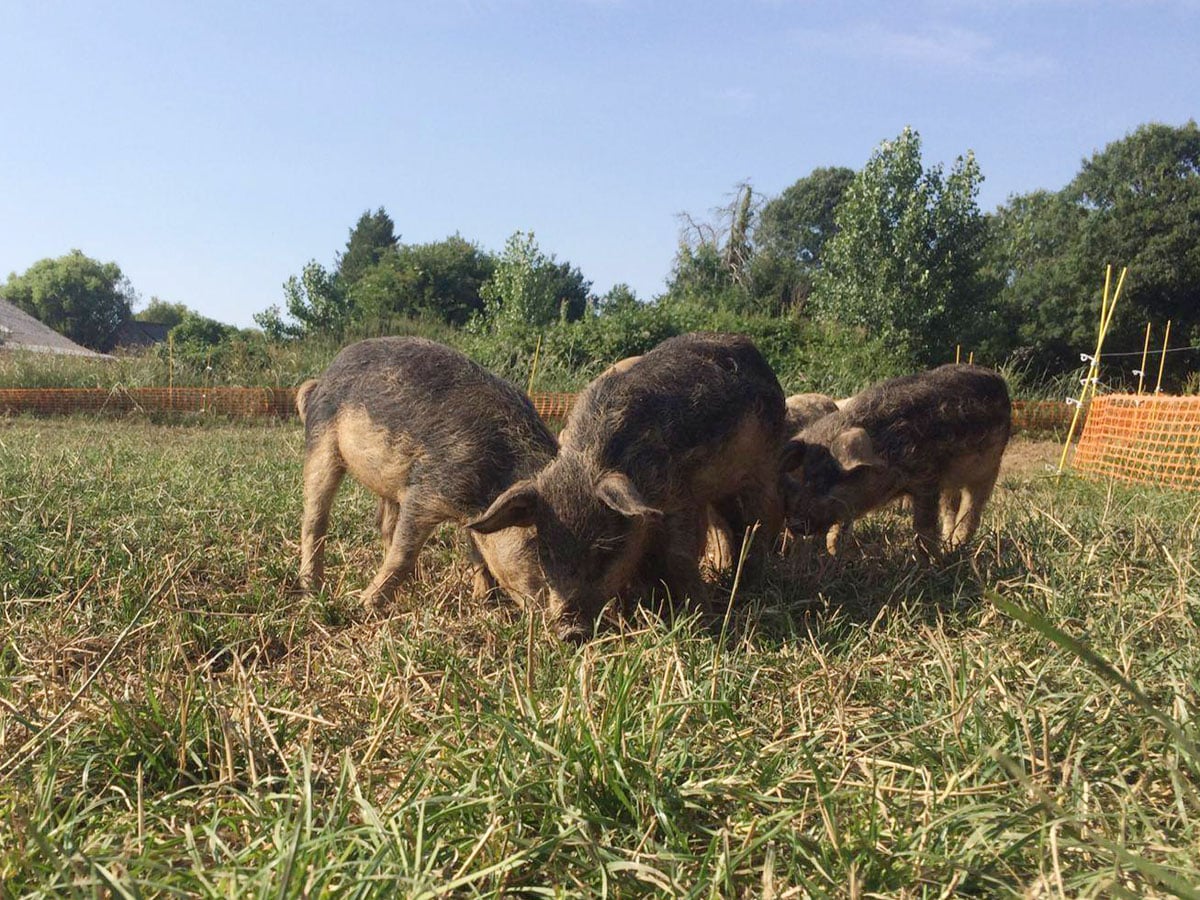 Colis de viande de porc en vente directe : à quoi s'attendre ?