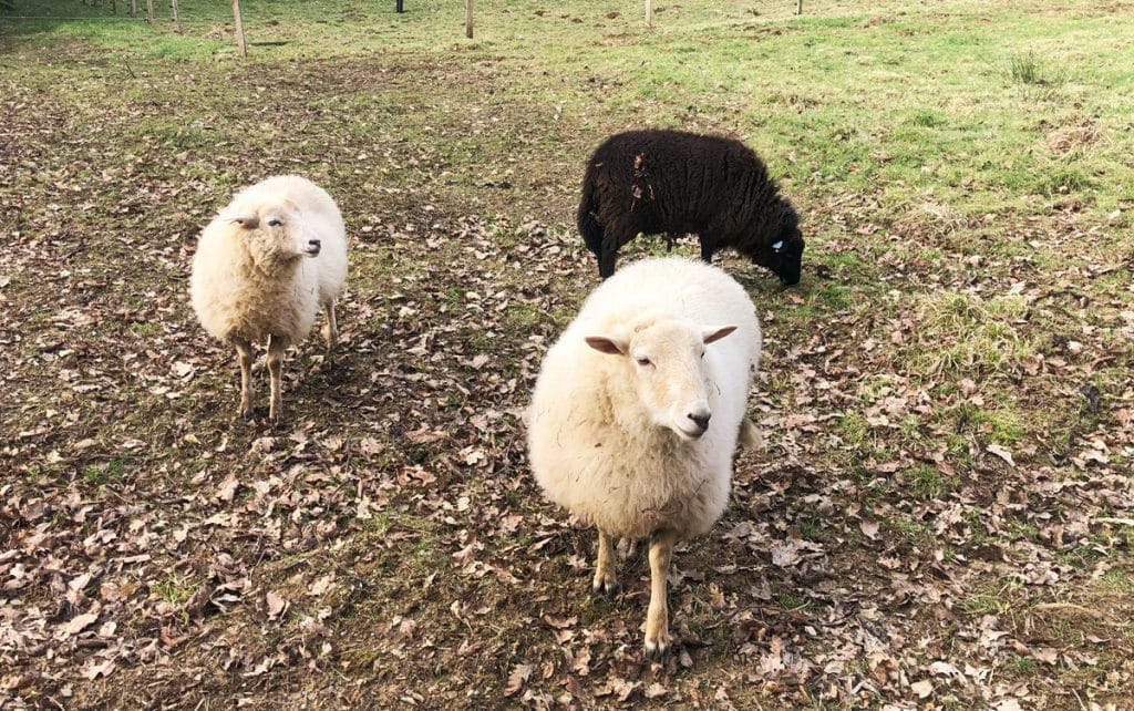 Le mouton Landes de Bretagne (mouton breton) : une race rustique et locale Le mouton Landes de Bretagne (mouton breton) : une race rustique et locale
