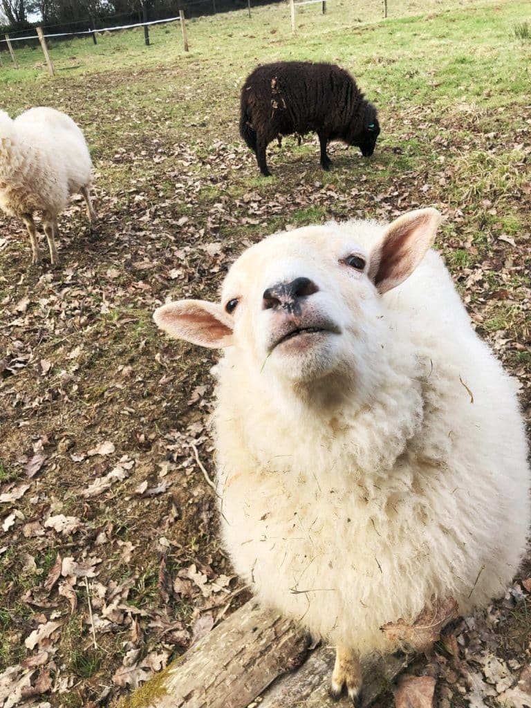 Le mouton Landes de Bretagne (mouton breton) : une race rustique et locale