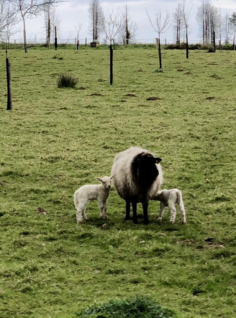 Le mouton Landes de Bretagne (mouton breton) : une race rustique et locale