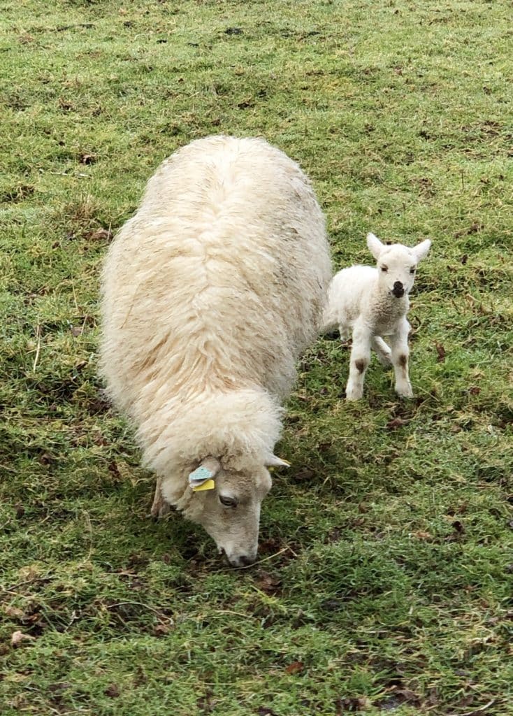 Le mouton Landes de Bretagne (mouton breton) : une race rustique et locale
