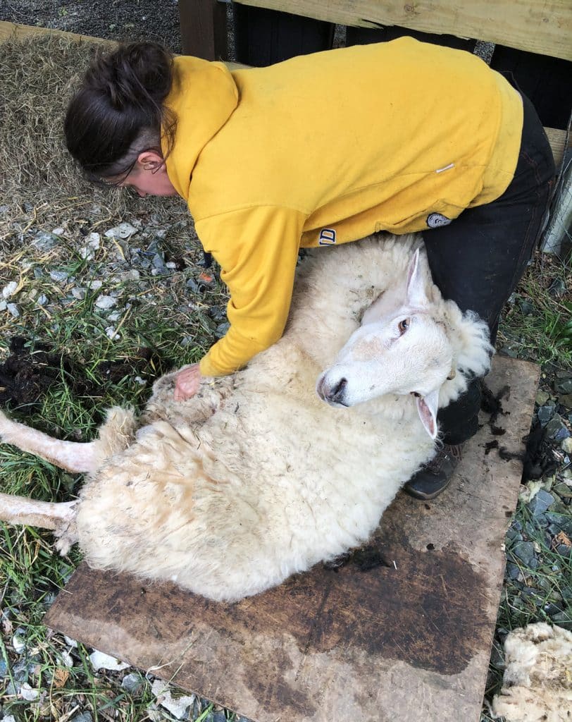 Le mouton Landes de Bretagne (mouton breton) : une race rustique et locale