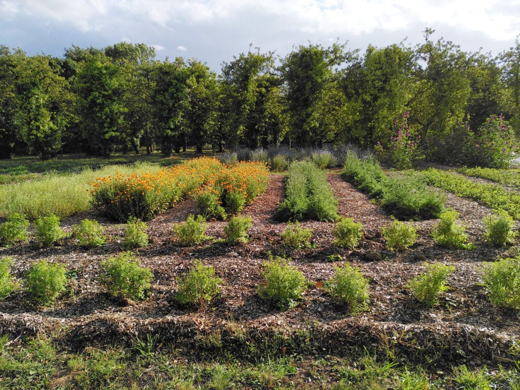 Herbes aromatiques et condimentaires : le calendrier mois par mois Herbes aromatiques et condimentaires : le calendrier mois par mois