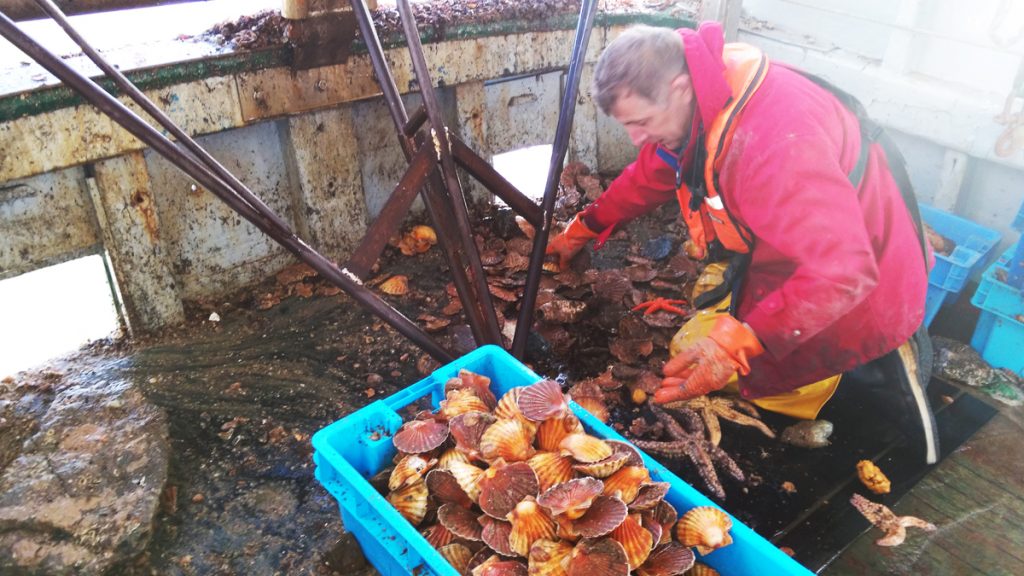 La coquille Saint-Jacques : saison, pêche, recettes...