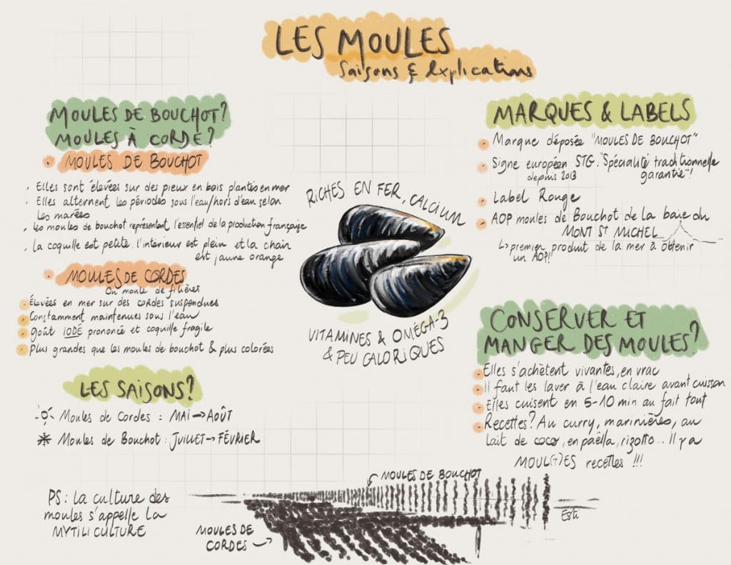 Quand manger des moules ? Saison & explication.