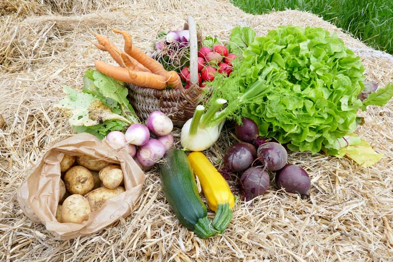 Paniers de légumes en direct du producteur : local et de saison