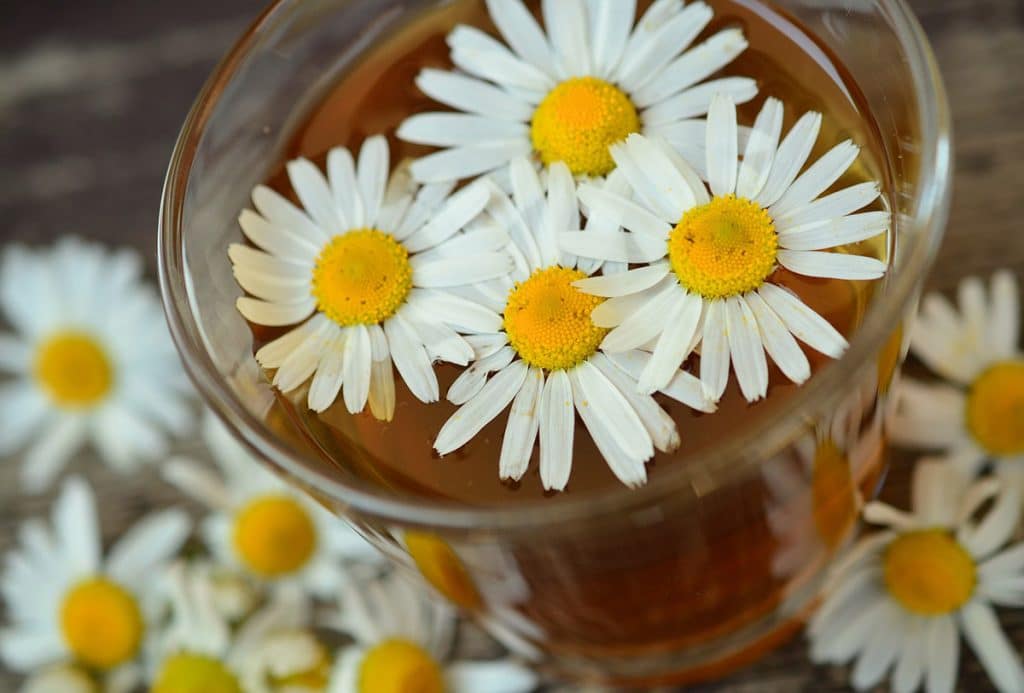 Phytothérapie, la santé au naturel : origines, bienfaits et utilisations Phytothérapie, la santé au naturel : origines, bienfaits et utilisations