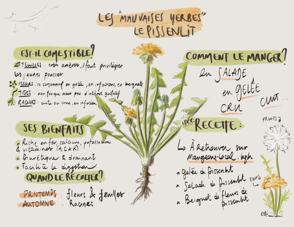 Le pissenlit est-il comestible ? Comment le manger et le cuisiner ?