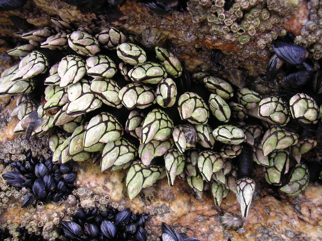 Le pouce-pied, le crustacé aussi rare qu’étonnant Le pouce-pied, le crustacé aussi rare qu’étonnant