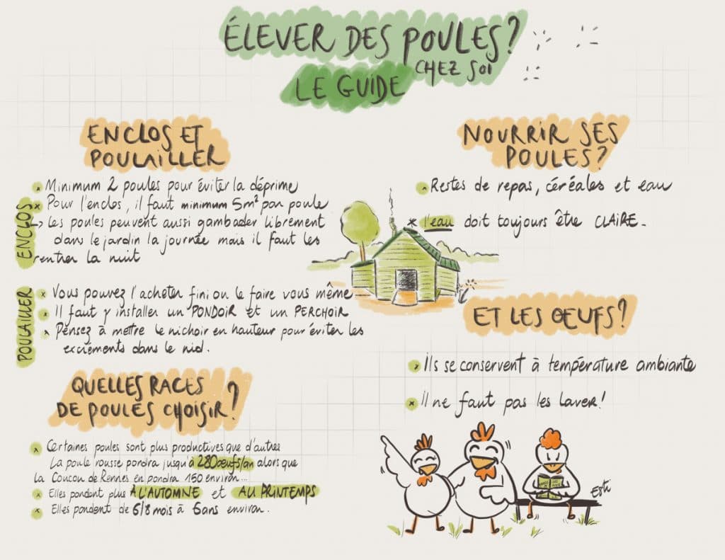 Comment élever des poules chez soi ? [GUIDE]