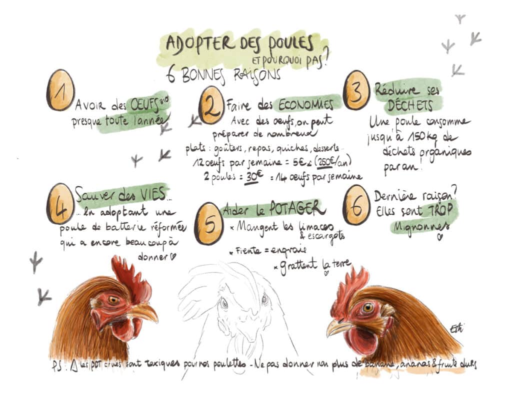 Adopter des poules : Nos 6 bonnes raisons de le faire ! (guide)
