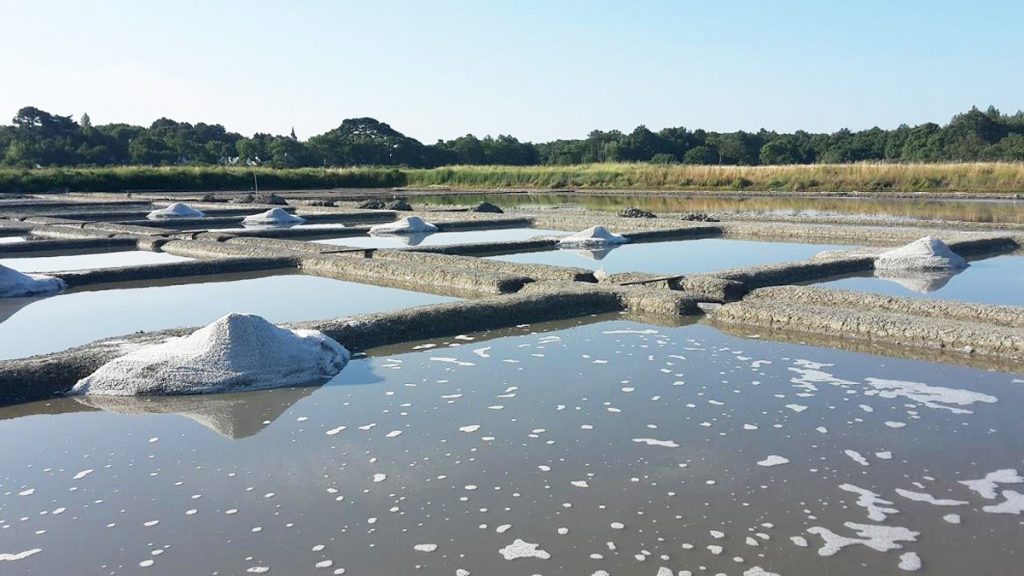 Sel de Guérande : Récolte, Origine et Utilisation en Cuisine (GUIDE)