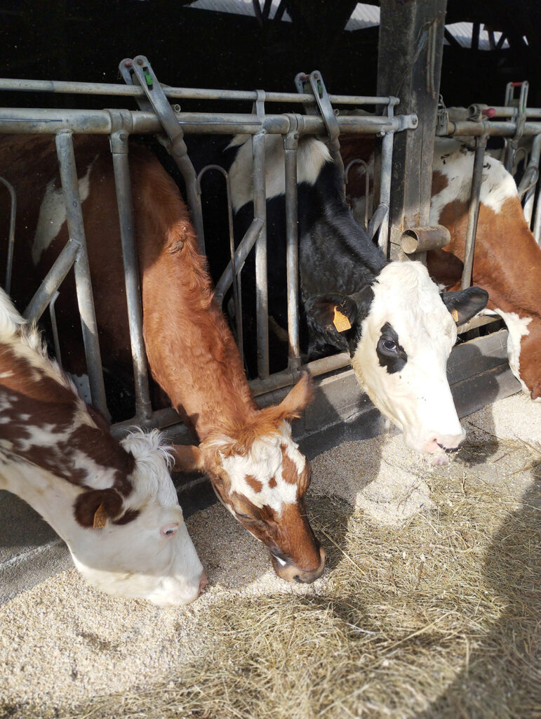 Ferme herbagère : tout savoir sur la production de lait 100% à l’herbe