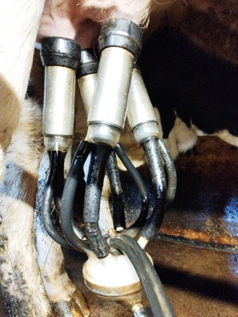 Ferme herbagère : tout savoir sur la production de lait 100% à l’herbe
