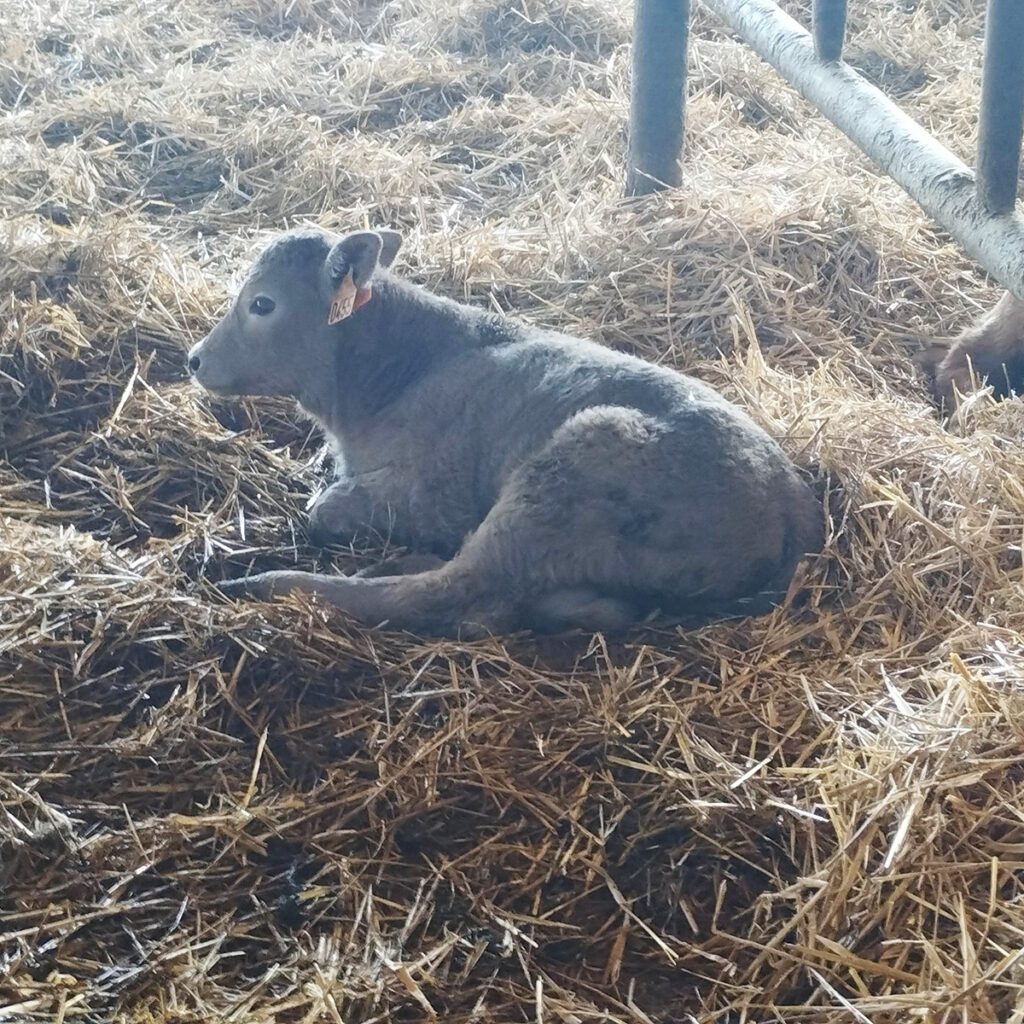 Ferme herbagère : tout savoir sur la production de lait 100% à l’herbe