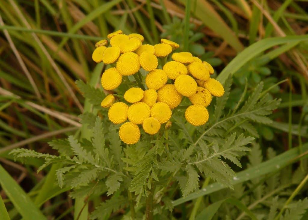 Les "mauvaises herbes" (adventices) : des alliées pour votre jardin !