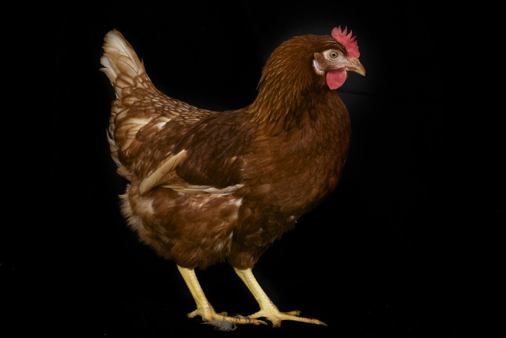 Ou acheter des volailles pour son poulailler domestique ? 🐥