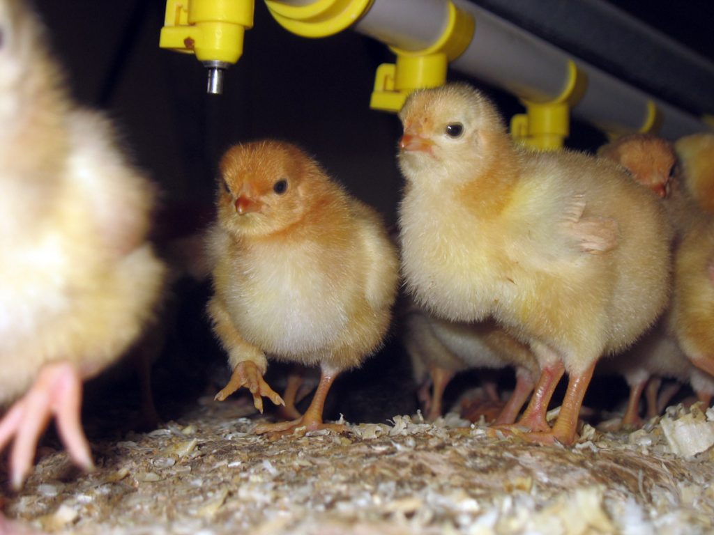 Ou acheter des volailles pour son poulailler domestique ? 🐥