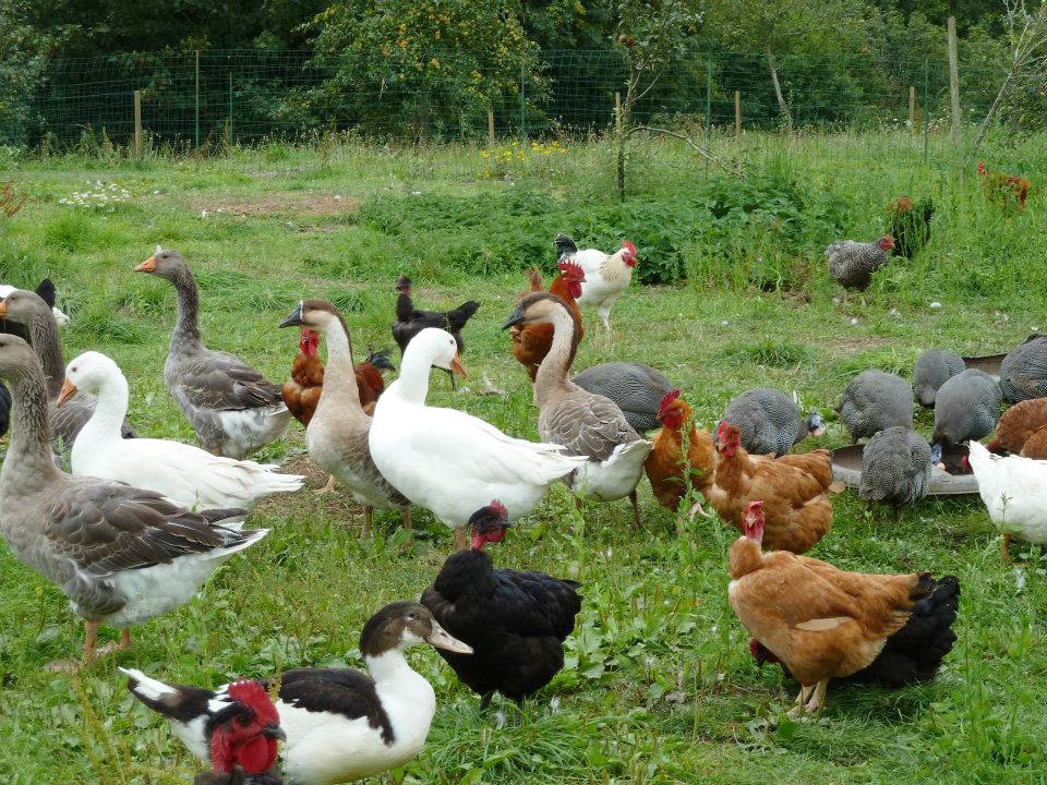 Ou acheter des volailles pour son poulailler domestique ? 🐥