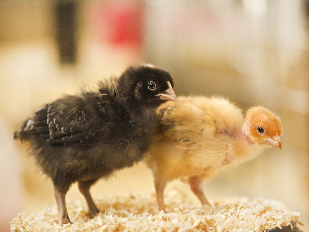 Ou acheter des volailles pour son poulailler domestique ? 🐥