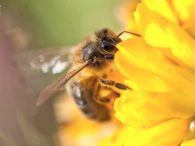 L'Abeille noire : Une abeille locale et rustique, en danger...