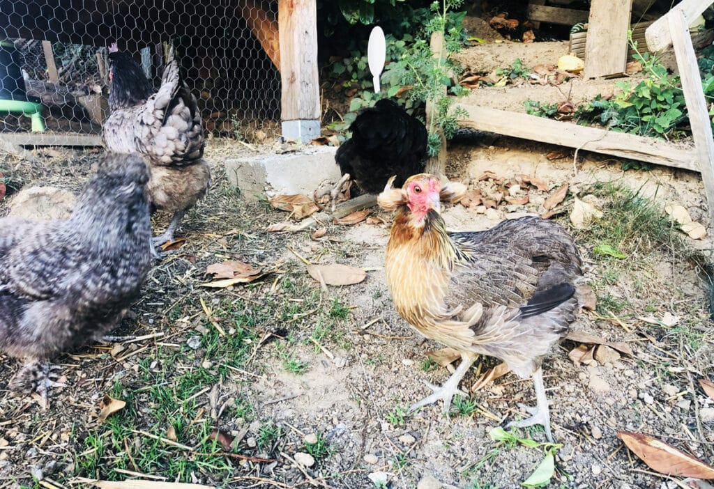 Adopter des poules : Nos 6 bonnes raisons de le faire ! (guide)