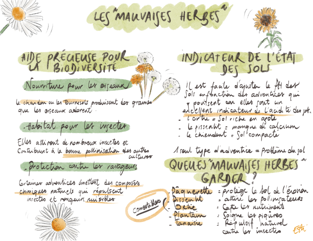 Les "mauvaises herbes" (adventices) : des alliées pour votre jardin !