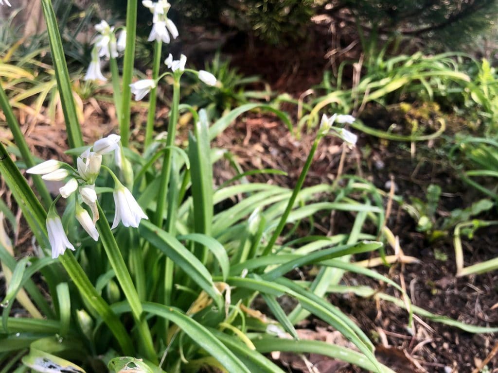 Cueillir des Plantes Sauvages 🌿 : LA Formation, complète et géniale Cueillir des Plantes Sauvages 🌿 : LA Formation, complète et géniale