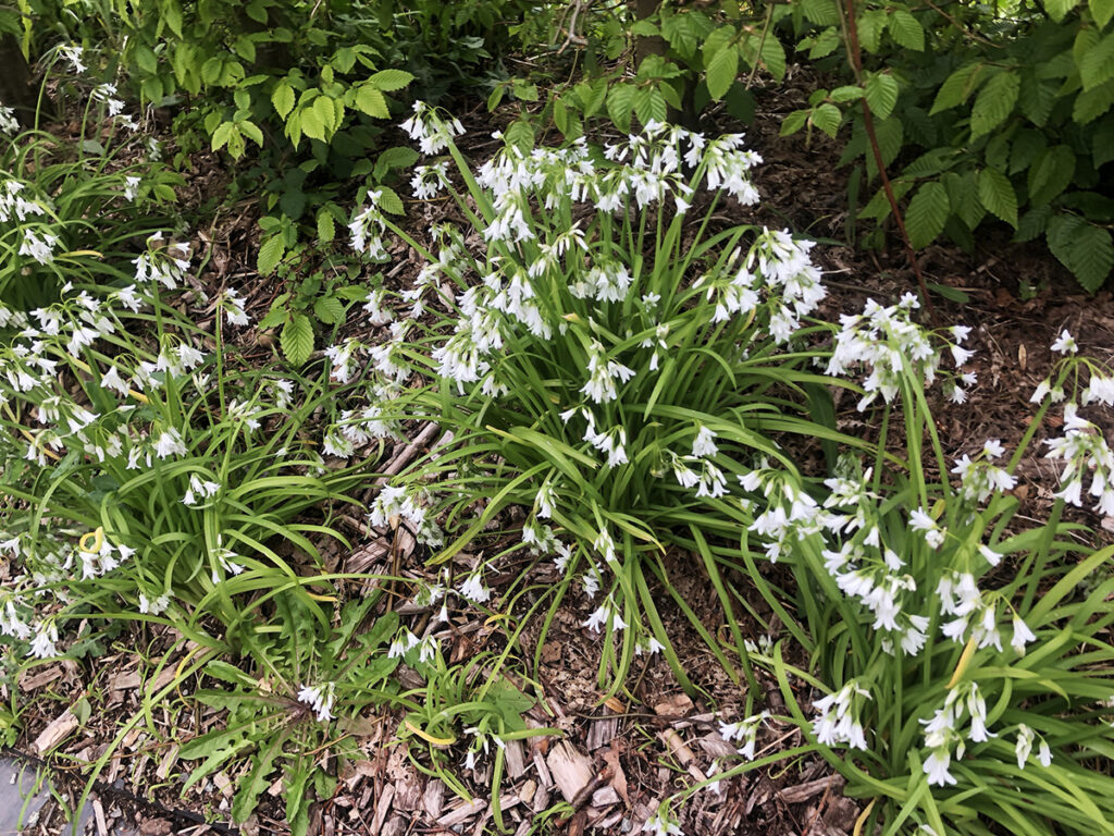 Ail triquètre sauvage (et invasif) : cueillette, recettes et précautions