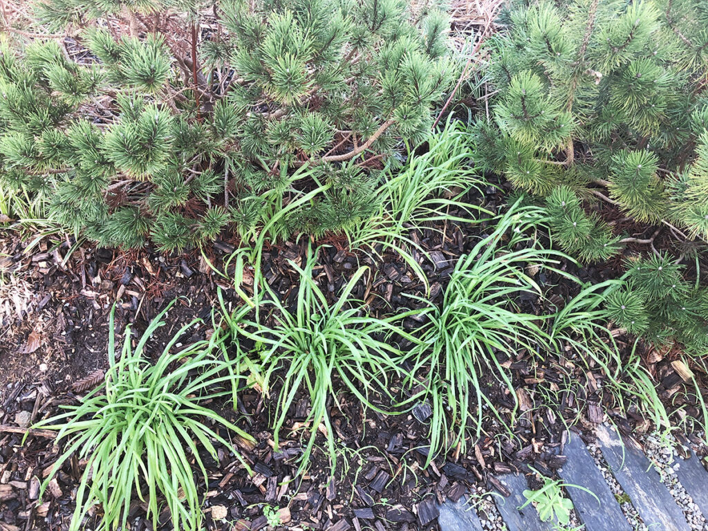 Ail triquètre sauvage (et invasif) : cueillette, recettes et précautions