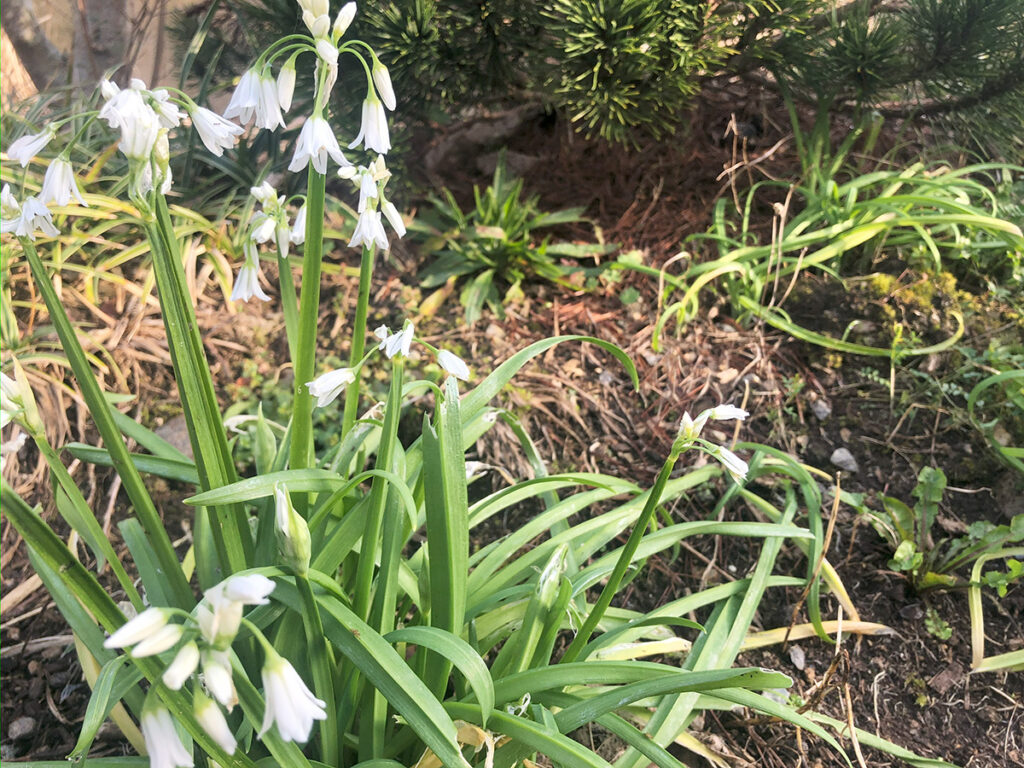 Ail triquètre sauvage (et invasif) : cueillette, recettes et précautions