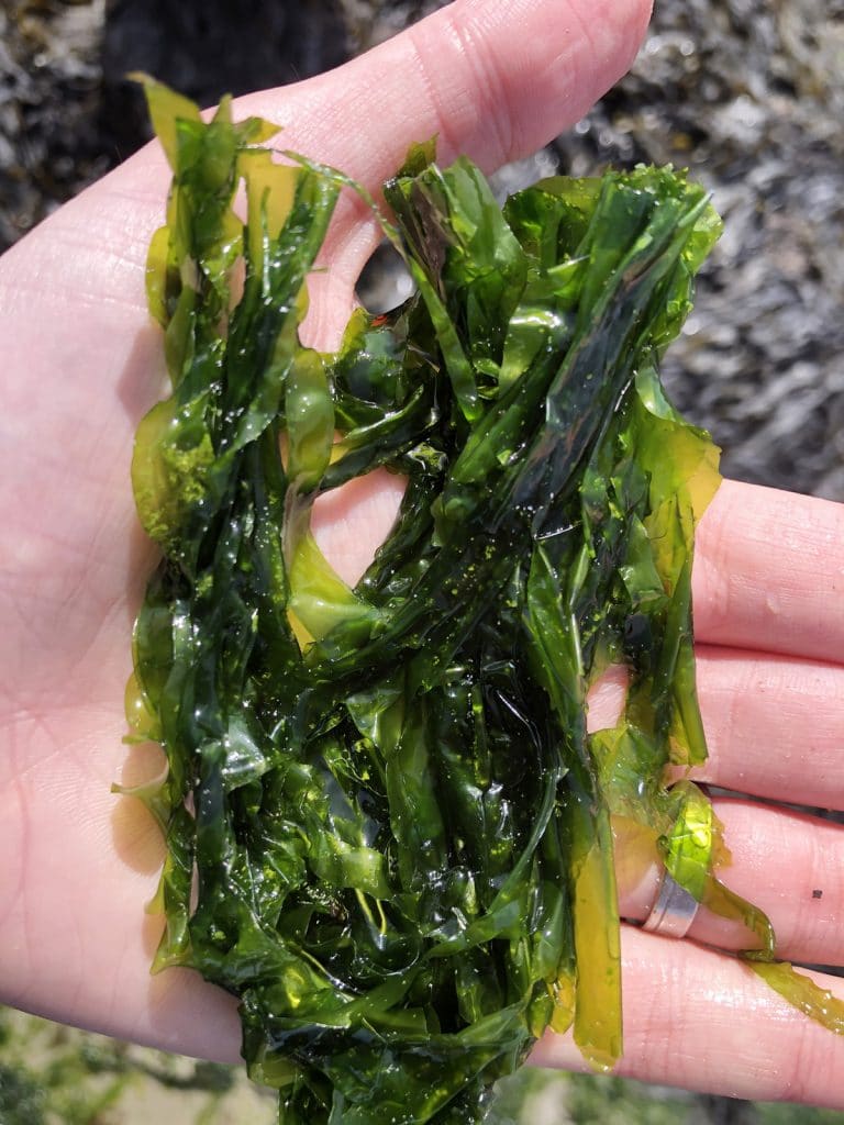 Top 10 des infusions et tisanes 100 % bretonnes