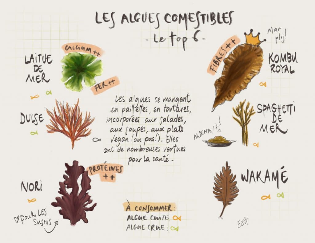 Algues Comestibles : Liste, Récolte, Saison, Bienfaits [GUIDE]