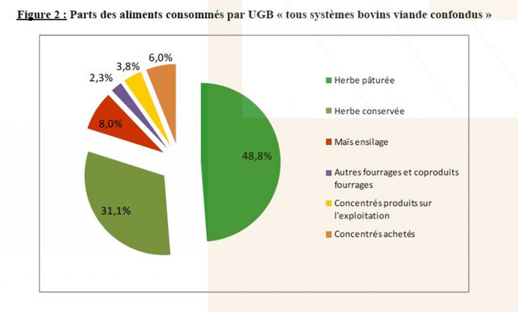 Comment bien choisir sa viande bovine ? On vous explique tout !