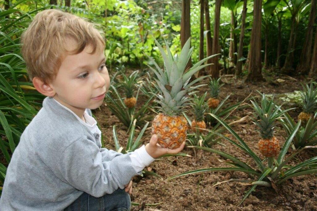 Ananas en Bretagne : une culture historique et son renouveau aujourd’hui…