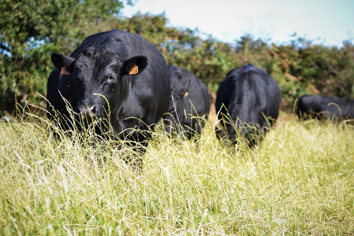Caisse de viande de bœuf en vente directe : à quoi s’attendre ?