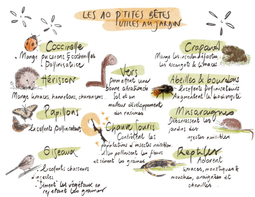 Top 10 des animaux et insectes utiles et à favoriser dans votre jardin